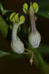 Ceropegia candelabrum