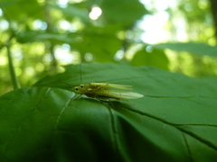 Alloperlini