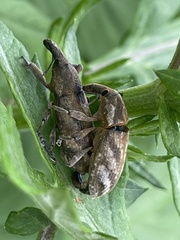Lixus acutipennis