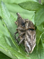 Lixus acutipennis