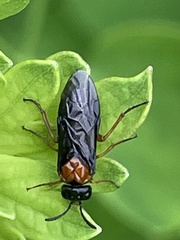 Monophadnus nigriceps