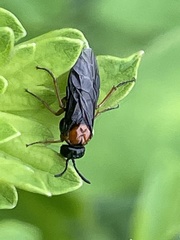 Monophadnus nigriceps