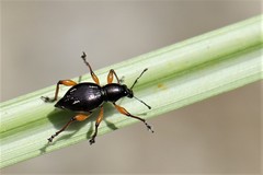 Sphenomorpha spectabilis