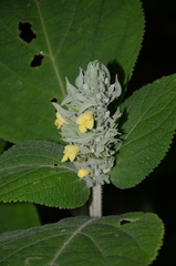 Gomphostemma heyneanum