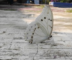 Morpho polyphemus polyphemus
