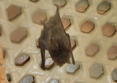 Pipistrellus abramus