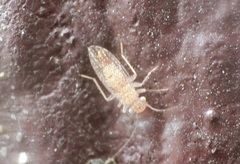 Psocetae