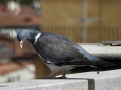 Columba palumbus