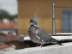 Columba palumbus