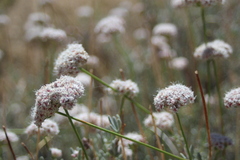 Eriogonum kennedyi