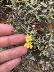 Verbascum spinosum