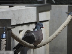 Columba palumbus