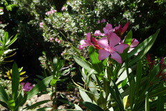 Nerium oleander