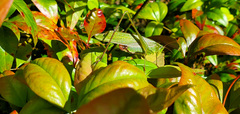 Pseudocercospora nandinae