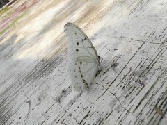 Morpho polyphemus polyphemus