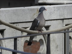 Columba palumbus