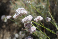 Eriogonum kennedyi