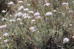 Eriogonum kennedyi