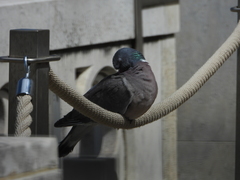 Columba palumbus