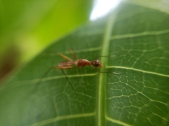 Grammicomyia