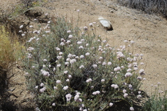 Eriogonum kennedyi