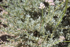 Eriogonum kennedyi