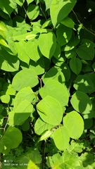 Reynoutria japonica