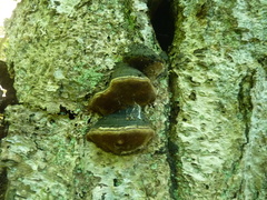 Phellinus lundellii