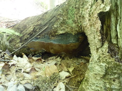 Phellinus lundellii