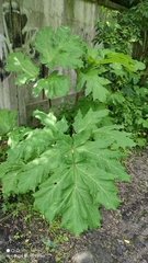 Heracleum sosnowskyi