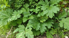 Heracleum sosnowskyi