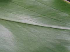 Alpinia formosana