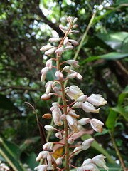 Alpinia formosana