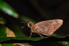 Erionota acroleuca apicalis