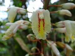 Alpinia formosana