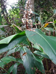 Alpinia formosana