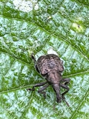 Aspidobyctiscus lacunipennis