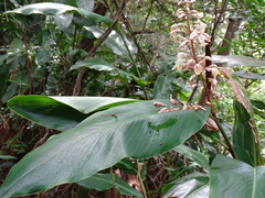 Alpinia formosana