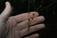 Monococcus echinophorus