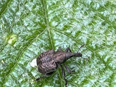 Aspidobyctiscus lacunipennis