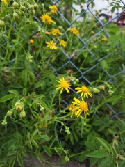 Senecio inaequidens