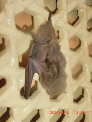 Pipistrellus abramus