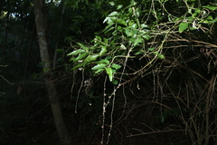 Monococcus echinophorus