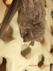 Pipistrellus abramus