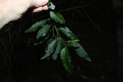 Monococcus echinophorus