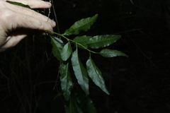 Monococcus echinophorus