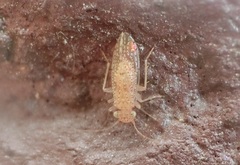 Psocetae