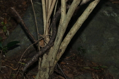 Monococcus echinophorus