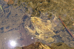 Pelophylax perezi