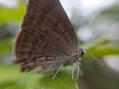 Arhopala atrax